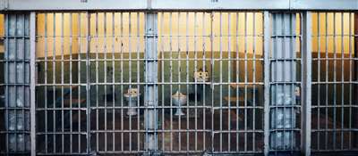 Problematika využívania inštitútu kolúznej väzby v slovenských podmienkach